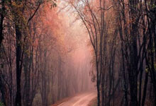 欧陆娱乐官方网站：叶诗文回应“报仰泳”：带来新刺激潮新闻.